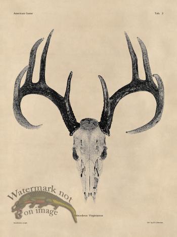 Tan Bones 02 White Tail